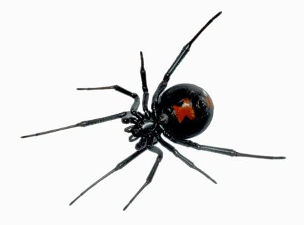 BLACK WIDOW